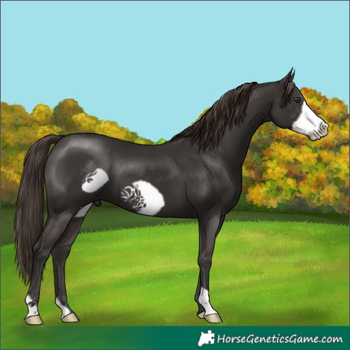 Horse Color:Liver Chestnut Frame 