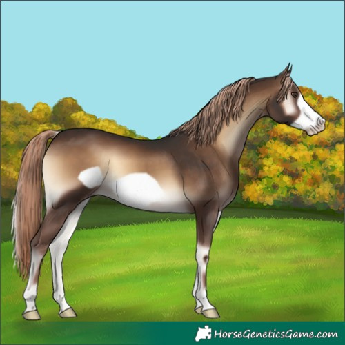 Horse Color:Liver Red Onyx Frame 