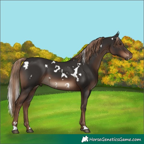 Horse Color:White Spotted Liver Chestnut 
