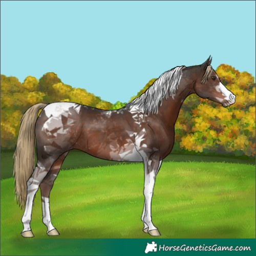 Horse Color:Liver Chestnut Tobiano 