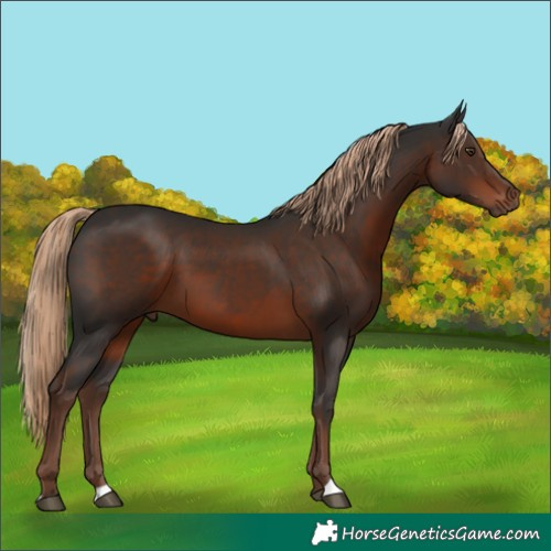 Horse Color:Liver Chestnut 