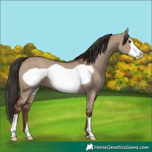 Horse Color:Liver Red Dun Frame 