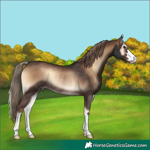 Horse Color:Liver Red Onyx Rabicano 