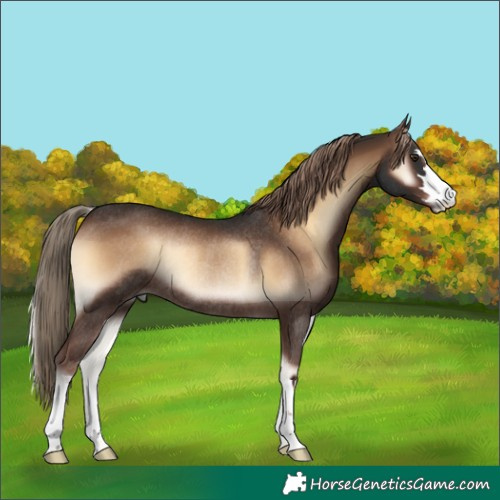 Horse Color:Liver Red Onyx Rabicano 