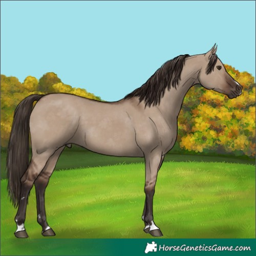 Horse Color:Liver Red Dun 