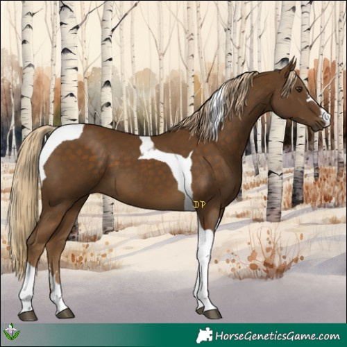 Horse Color:Chocolate Palomino Tobiano 