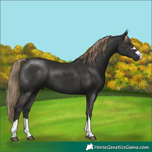 Horse Color:Liver Chestnut 