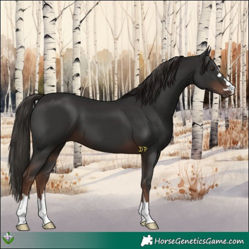 Horse Color:Liver Chestnut 