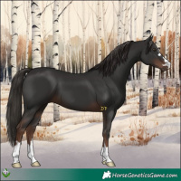 Horse Color:Liver Chestnut 