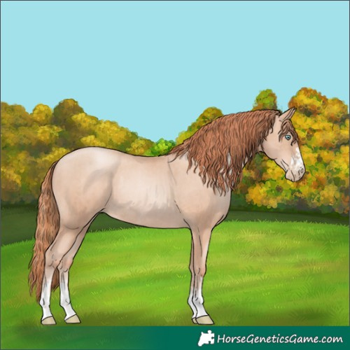 Horse Color:Gold Champagne Pearl Rabicano  and Amber Champagne Pearl Rabicano 