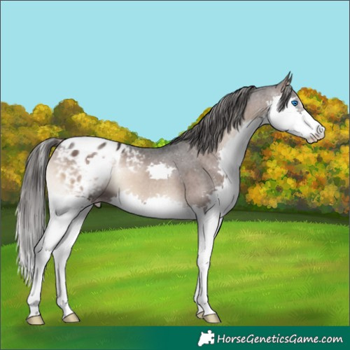 Horse Color:Liver Red Onyx Splash Appaloosa 