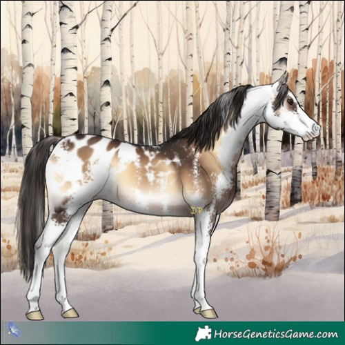 Horse Color:Liver Red Onyx Sabino Appaloosa