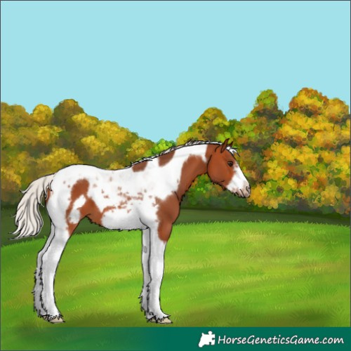 Horse Color:Silver Bay Tobiano Frame 