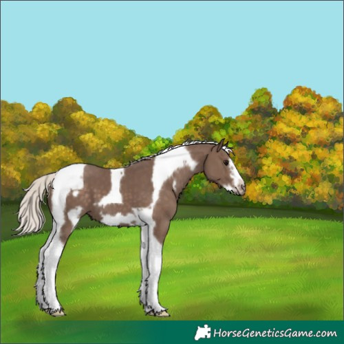 Horse Color:Silver Black Tobiano Frame 