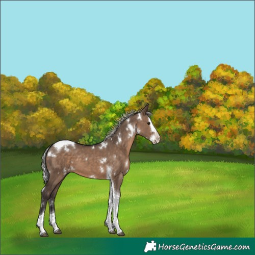 Horse Color:White Spotted Silver Brown Dun Splash Tobiano 