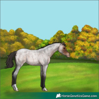Horse Color:Bay Roan Appaloosa 