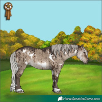 Horse Color:White Spotted Silver Brown Dun Brindle 