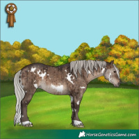 Horse Color:White Spotted Silver Brown Dun Brindle 