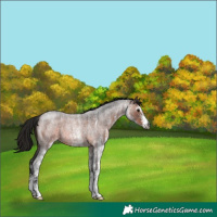 Horse Color:Gray White Spotted Bay Roan 