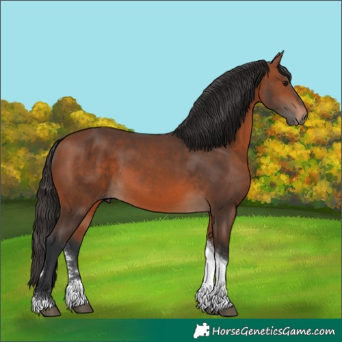 Horse Color:Bay Sabino Tobiano 