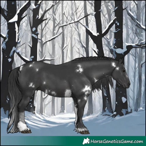 Horse Color:White Spotted Black Tobiano 