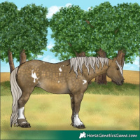 Horse Color:White Spotted Silver Buckskin Dun Tobiano