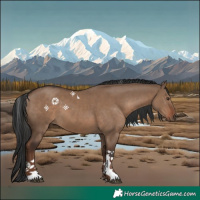 Horse Color:Liver Red Dun Tobiano