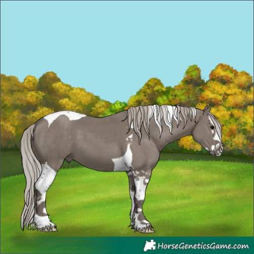 Horse Color:Silver Grullo Splash Tobiano 