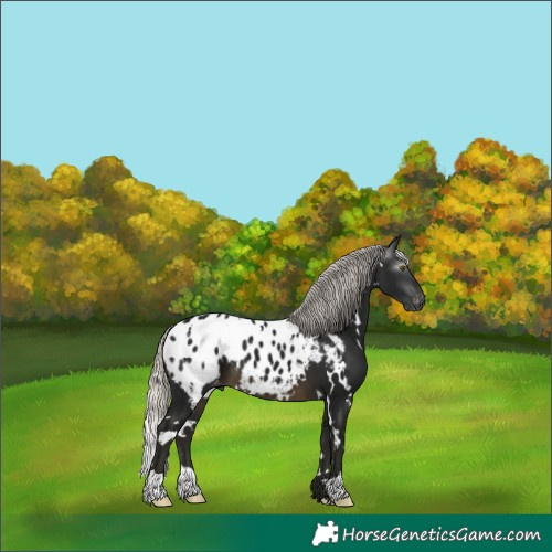 Horse Color:Gray White Spotted Silver Buckskin Appaloosa 
