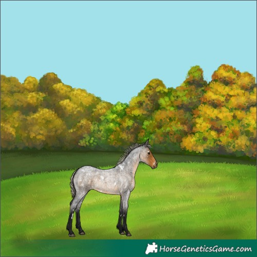 Horse Color:Gray White Spotted Silver Buckskin Roan Appaloosa Rabicano 