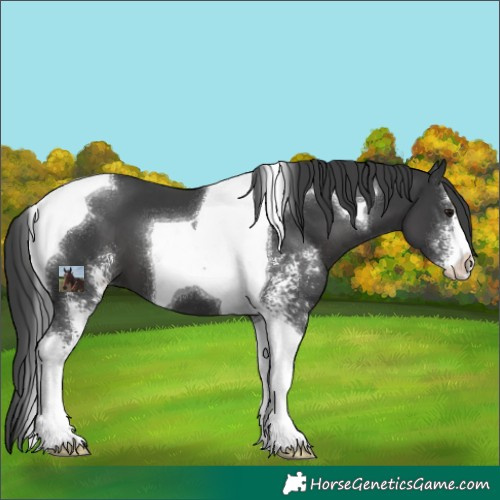 Horse Color:Unknown 