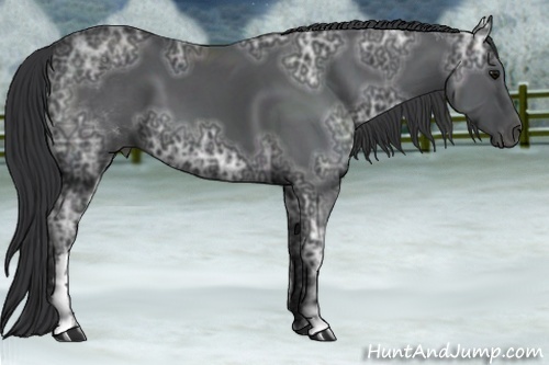Horse Color:White Spotted Black Ice Sabino Frame