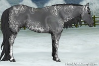 Horse Color:White Spotted Black Ice Sabino Frame 