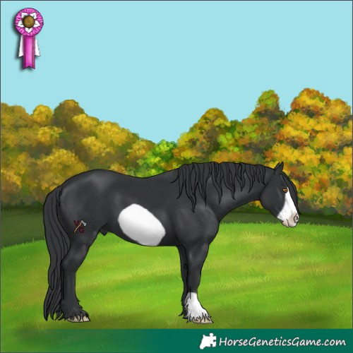 Horse Color:Black Frame 