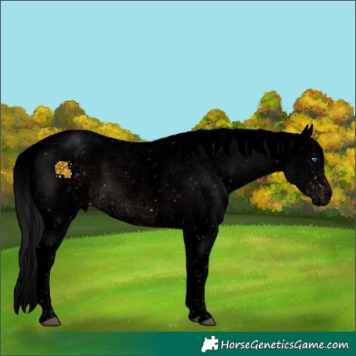 Horse Color:Void Brown Sabino Splash 