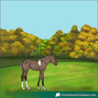 Horse Color:Liver Red Dun Tobiano Appaloosa Rabicano 