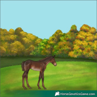 Horse Color:Liver Chestnut 