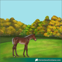Horse Color:Silver Brown Rabicano