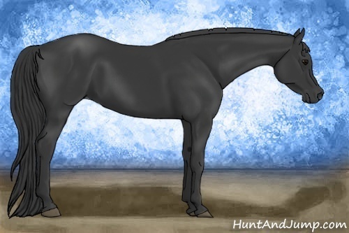 Horse Color:Black 