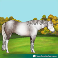 Horse Color:Gray Silver Bay Sabino