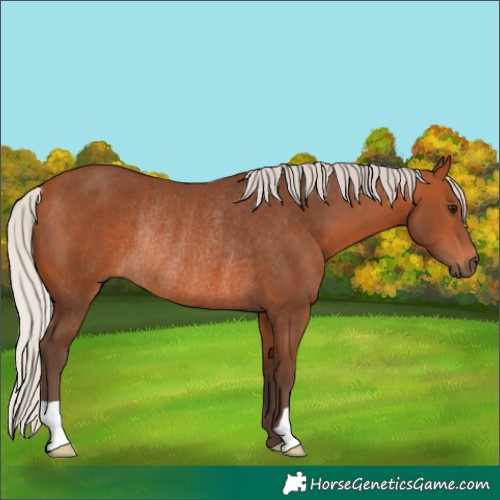 Horse Color:Silver Bay Rabicano 