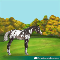 Horse Color:White Spotted Silver Brown Appaloosa Rabicano 