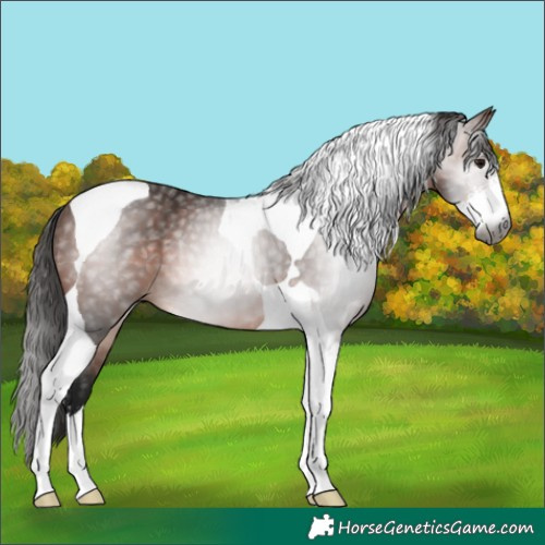 Horse Color:Gray Bay Sabino Tobiano Rabicano