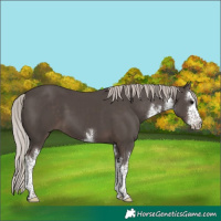 Horse Color:White Spotted Silver Black 