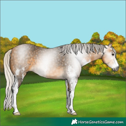 Horse Color:Gray Silver Buckskin Sabino 