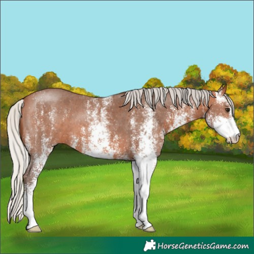 Horse Color:White Spotted Silver Bay