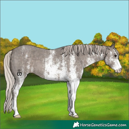 Horse Color:White Spotted Silver Black