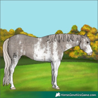 Horse Color:White Spotted Silver Black 