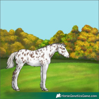 Horse Color:White Spotted Silver Black Near Leopard