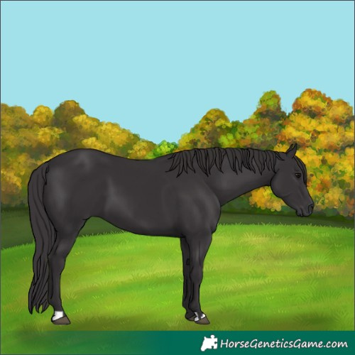 Horse Color:Smoky Black 